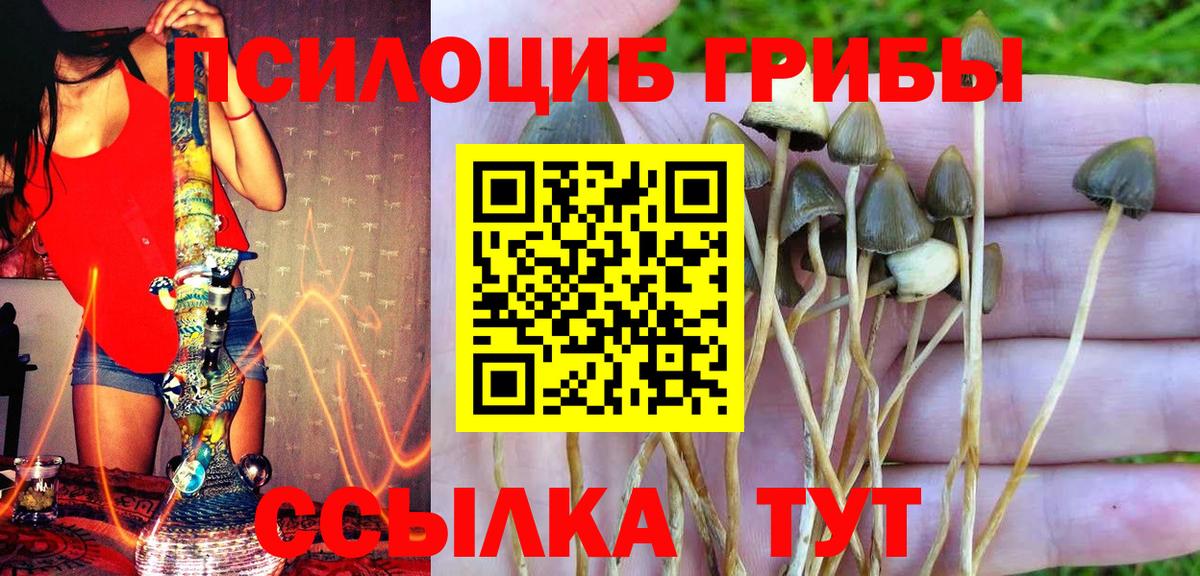 Псилоцибиновые грибы мицелий Киров